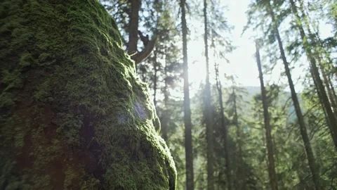 Forest landscape moss on tree and sun rays in the camera. Morning in the forest Stock Footage 229407043