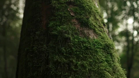 Forest landscape with mossy on a old tree. Beautiful deep forest scene. Forest Stock Footage 251962671