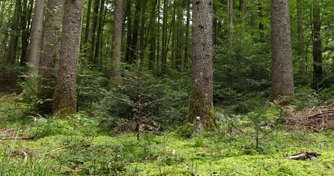 Forest landscape in motion 動画素材 96080584