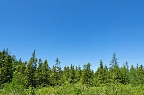 Forest landscape. Newfoundland Stock Photos