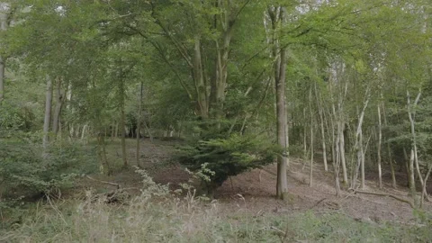Forest Landscape, North Downs Nature Reserve In England - wide shot Stock Footage 161797662