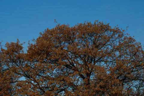 Forest landscape. old forest. trees against the sky. natural landscape. sunse Stock Photos