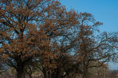 Forest landscape. old forest. trees against the sky. natural landscape. sunse Stock Photos