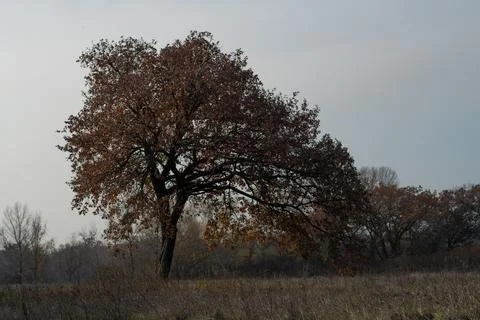 Forest landscape. old forest. trees against the sky. natural landscape. sunse Foto stock