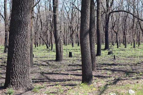Forest landscape. old forest. trees against the sky. natural landscape. sunse Stock Photos