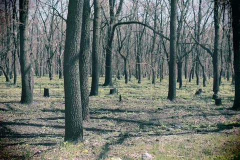 Forest landscape. old forest. trees against the sky. natural landscape. sunse Stock Photos