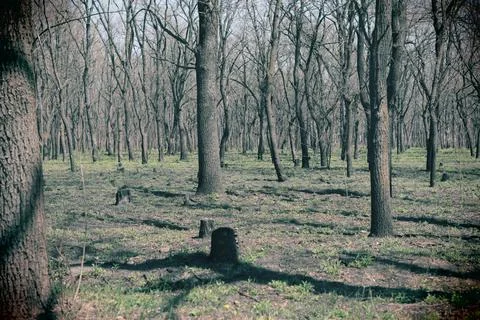 Forest landscape. old forest. trees against the sky. natural landscape. sunse Foto stock