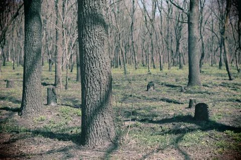 Forest landscape. old forest. trees against the sky. natural landscape. sunse Stock Photos