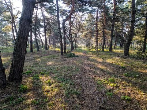 Forest landscape. old forest. trees against the sky. natural landscape. sunse Stock Photos