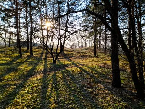 Forest landscape. old forest. trees against the sky. natural landscape. sunse Foto stock