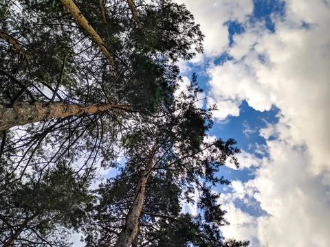 Forest landscape. old forest. trees against the sky. natural landscape. sunse Stock Photos
