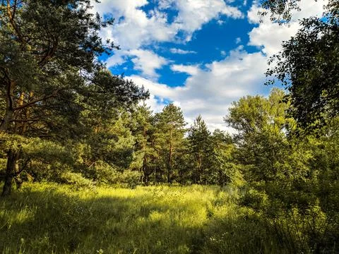 Forest landscape. old forest. trees against the sky. natural landscape. sunse Stock Photos