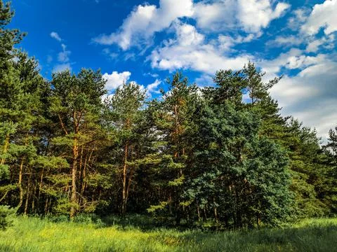 Forest landscape. old forest. trees against the sky. natural landscape. sunse Stock Photos