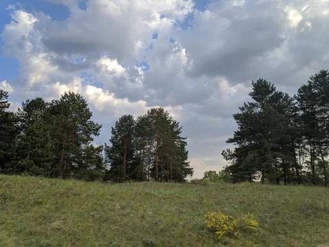 Forest landscape. old forest. trees against the sky. natural landscape. sunse Stock Photos