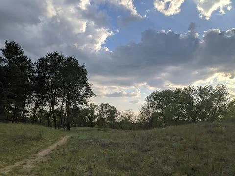 Forest landscape. old forest. trees against the sky. natural landscape. sunse Stock Photos
