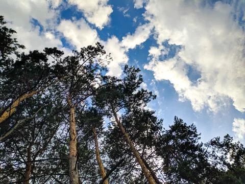 Forest landscape. old forest. trees against the sky. natural landscape. sunse Stock Photos
