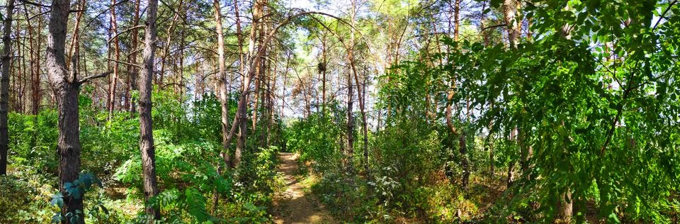 Forest landscape. old forest. trees against the sky. natural landscape. sunse Foto stock