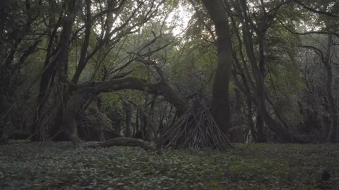 Forest Landscape With Old Large Trees At North Downs, England - wide shot Stock Footage 162935930