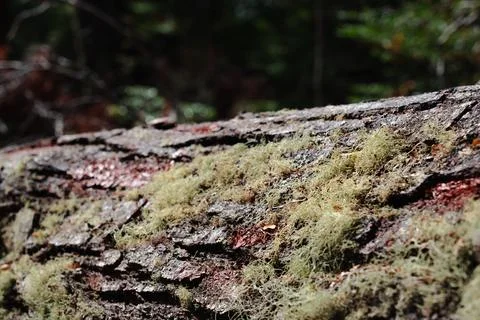Forest landscape with old massive trees and mossy stones Stock Photos