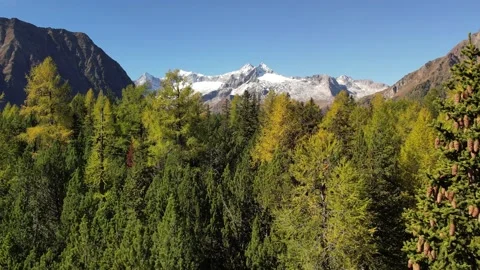 Forest landscape. overflight with drone Stock Footage 163657115