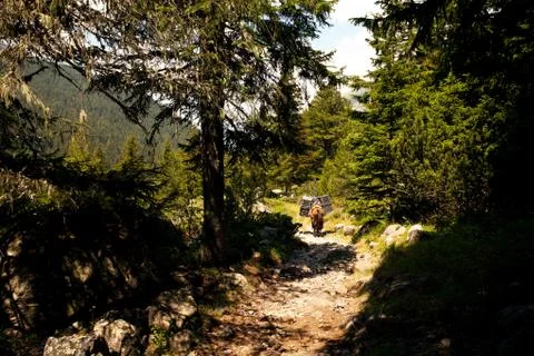 Forest landscape Stock Photos