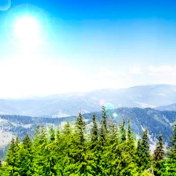 Forest landscape Fotos Stock