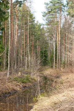 Forest. landscape. Stock Photos