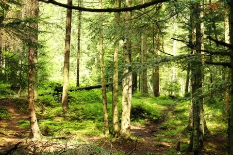 Forest landscape. Stock Photos