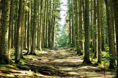 Forest landscape . Stock Photos