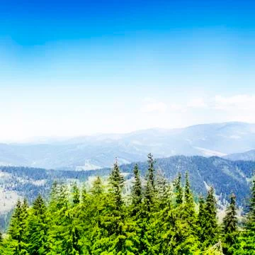 Forest landscape Stock Photos