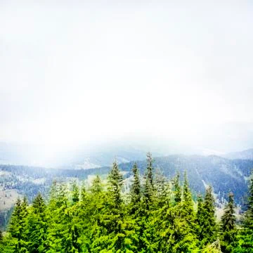 Forest landscape Stock Photos