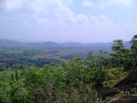 Forest Landscape Photos