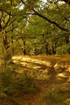 Forest landscape Stock Photos