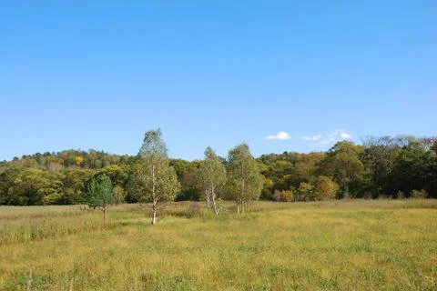Forest landscape Stock Photos