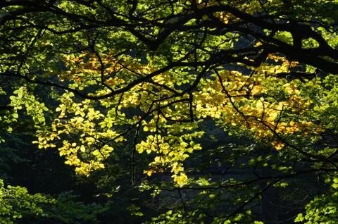 Forest landscape 스톡 사진