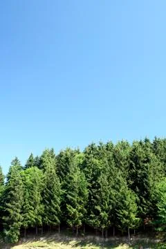 Forest landscape Stock Photos