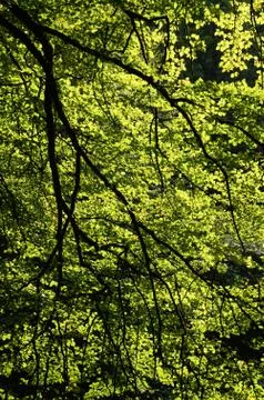 Forest landscape Stock Photos