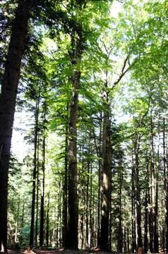 Forest landscape Stock Photos