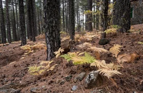 Forest landscape 写真素材