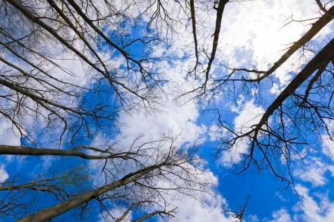 Forest landscape. Stock Photos