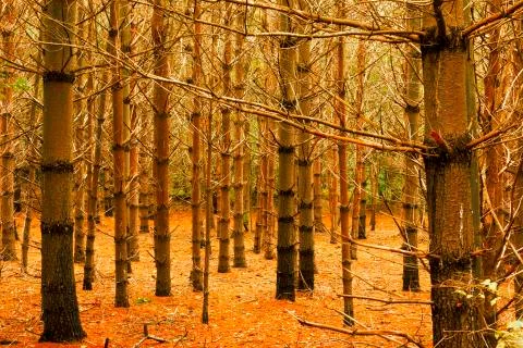 Forest landscape. Stock Photos