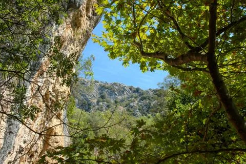 Forest Landscape Stock Photos
