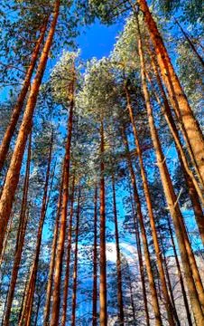 Forest landscape Stock Photos
