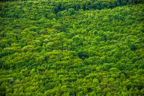 A forest landscape Stock Photos