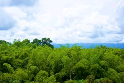 Forest landscape Stock Photos