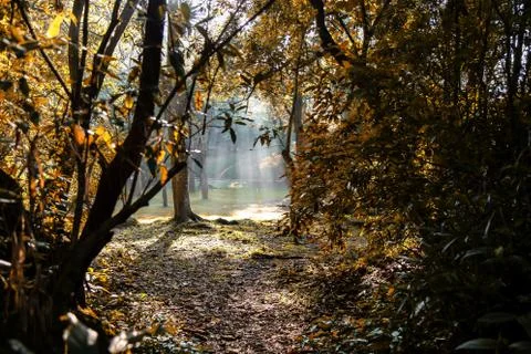 Forest landscape Stock Photos