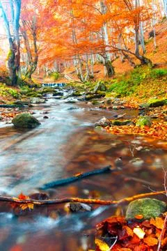 Forest landscape Stock-Fotos