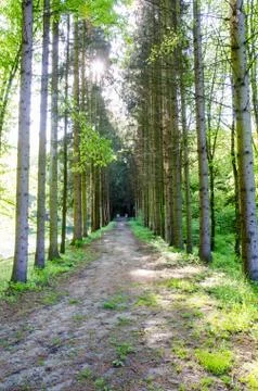 Forest landscape Stock Photos