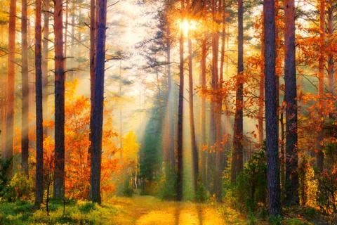 Forest landscape Stock-Fotos