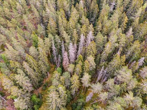 Forest landscape Stock Photos